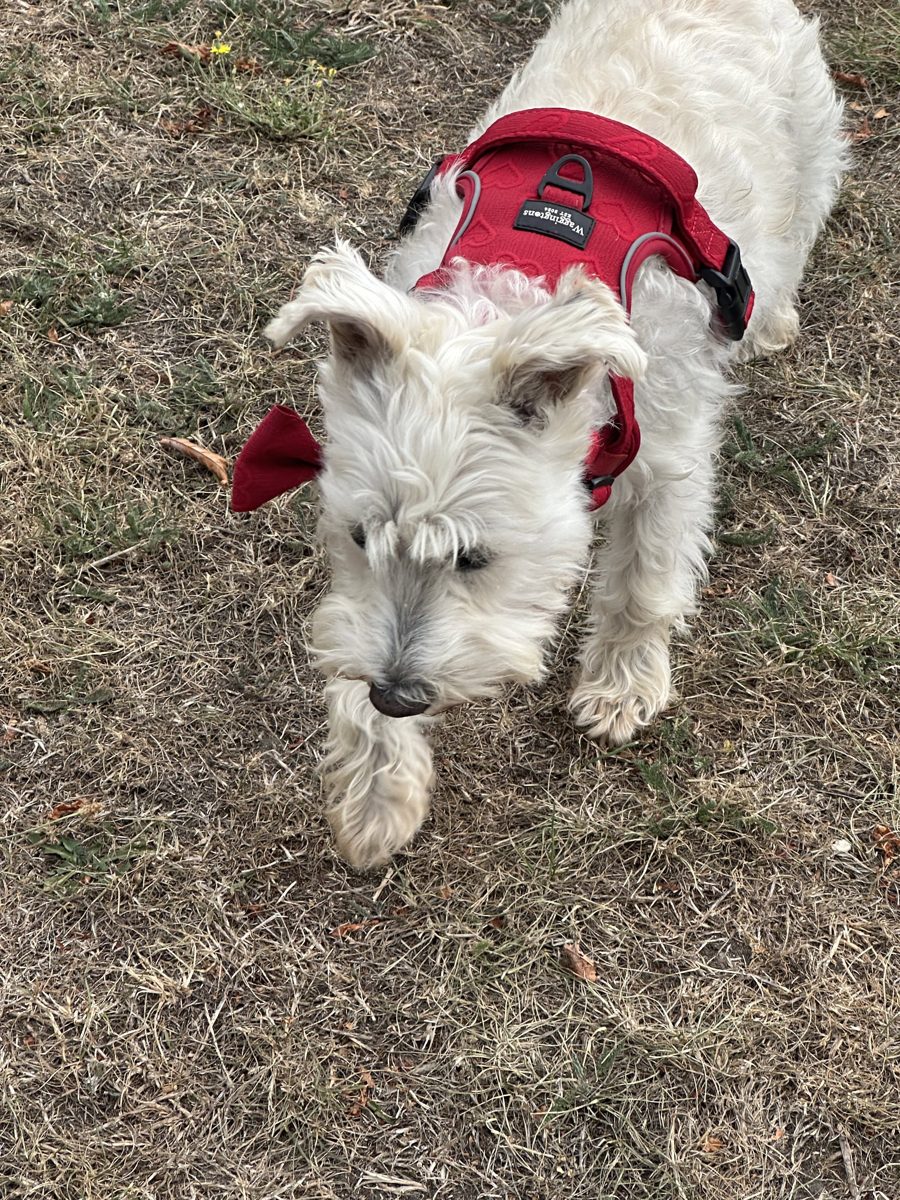 Belinda's dog in the Hearts of Amor harness, collar and bow tie