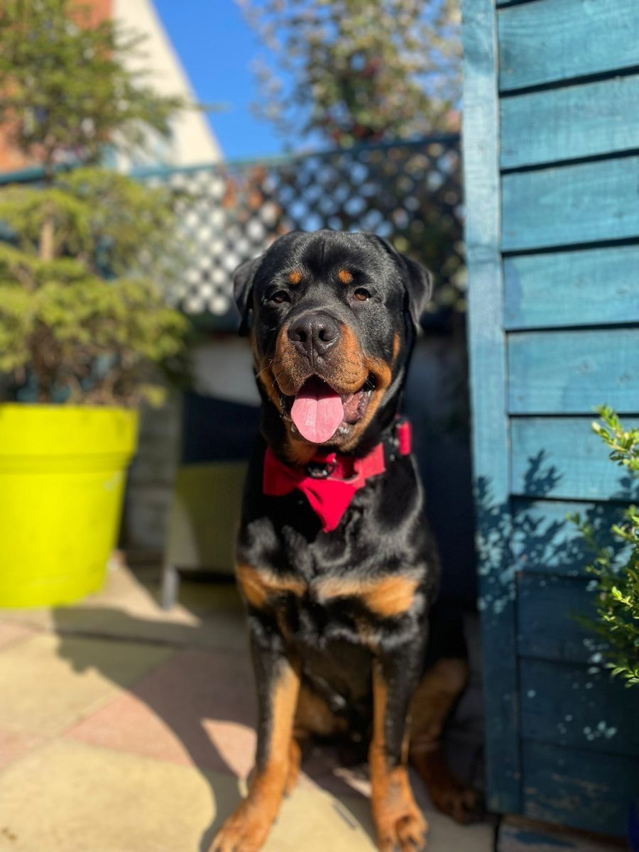 Sarah's rottweiler wearing a Waggingtons collar